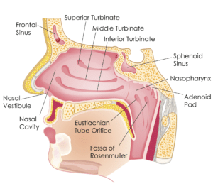 turbinate reduction austin tx | Sinus & Snoring Specialists