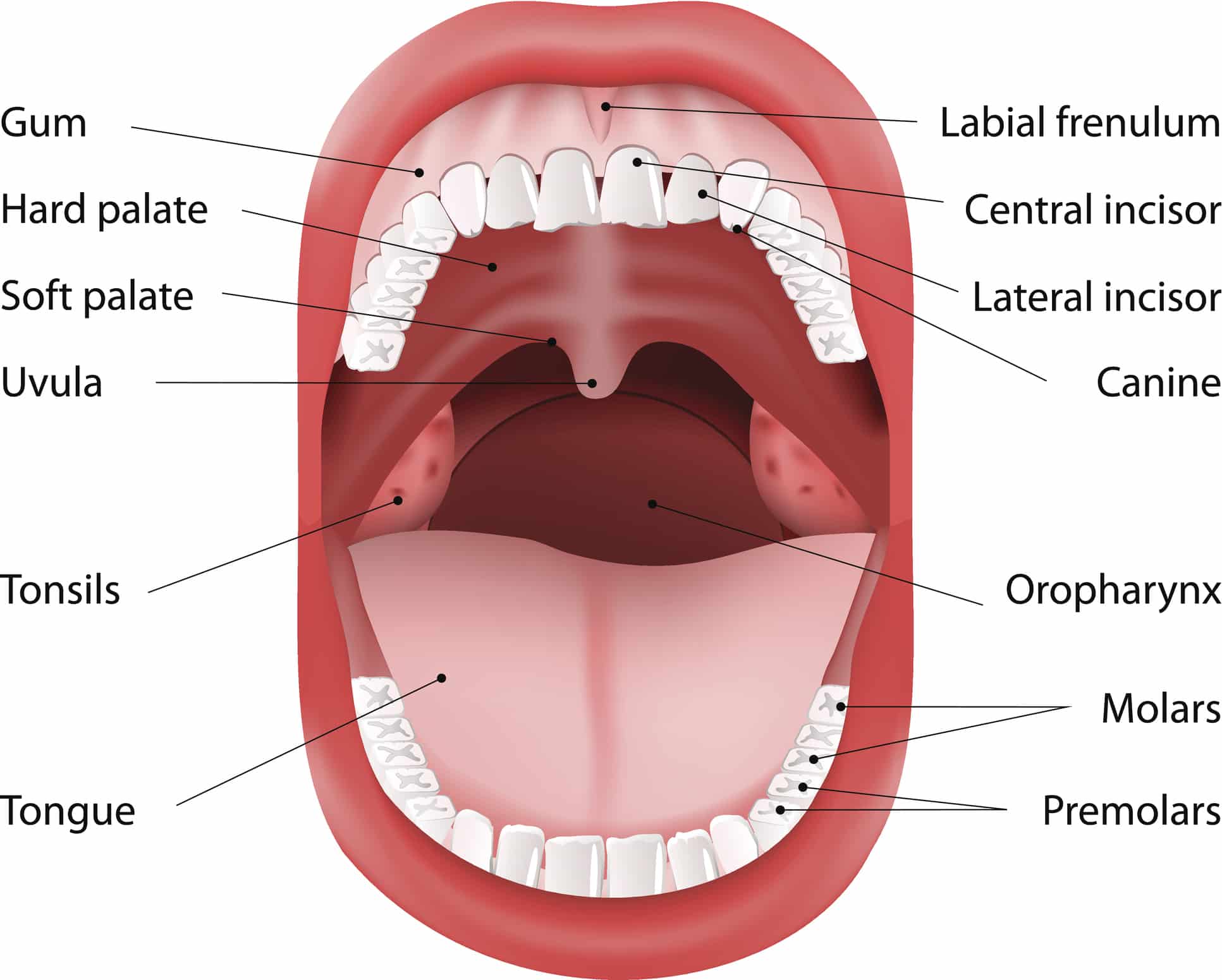 UPPP | Sleep Apnea Treatment | Snoring Treatment Austin TX